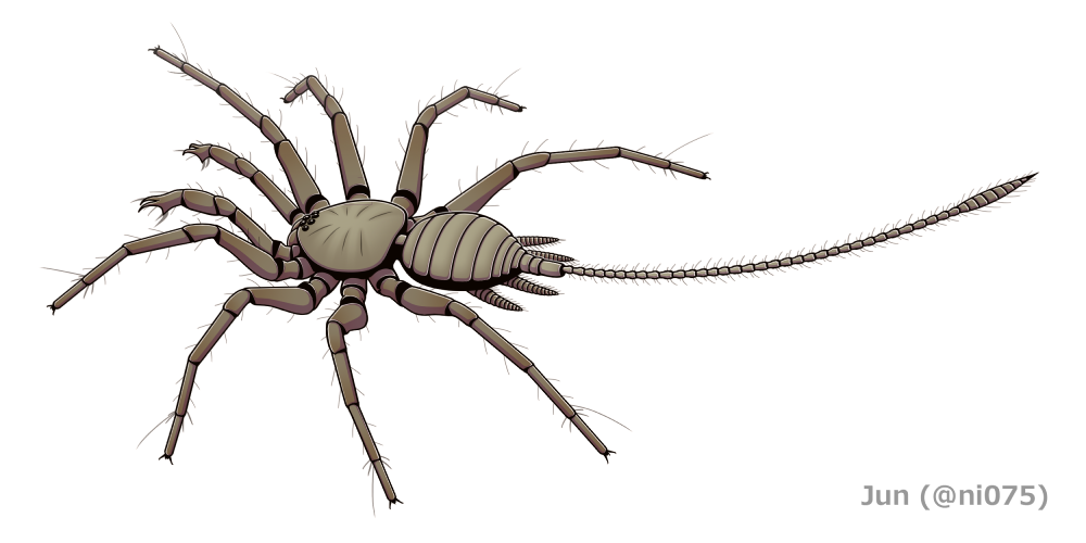 illustration of a spider with a tail
